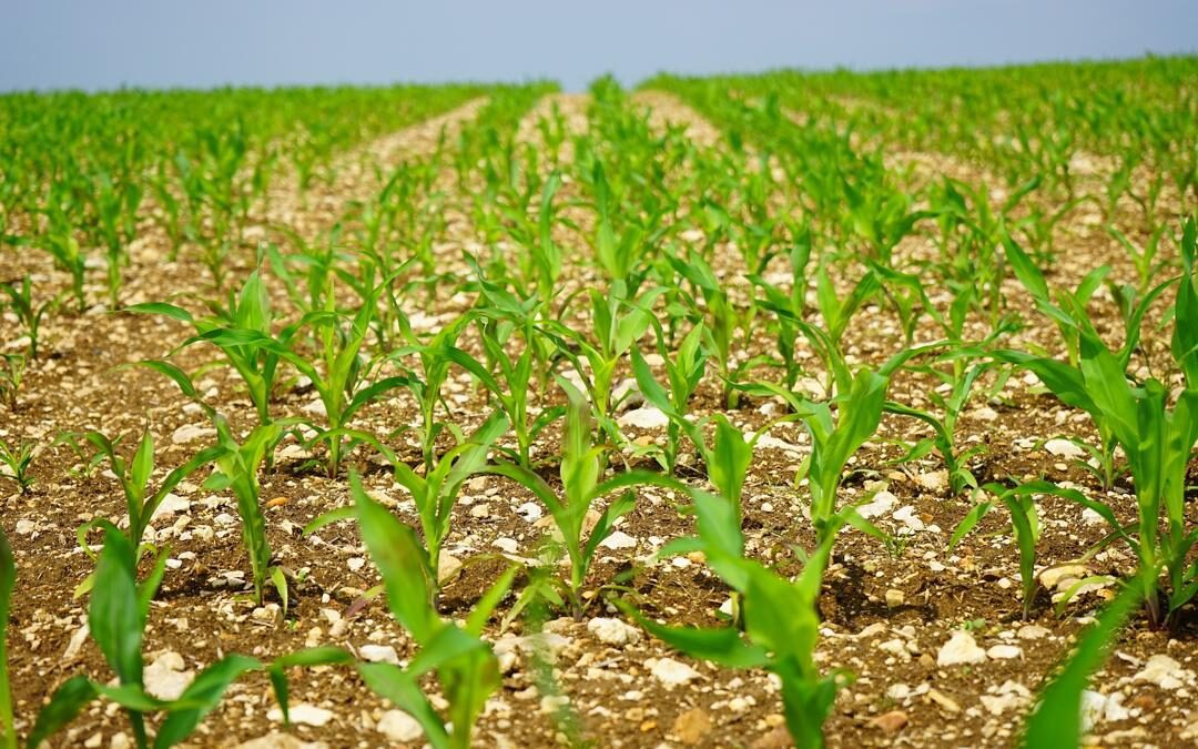 Impulsar la sostenibilidad ambiental y rentabilidad del cultivo de maíz
