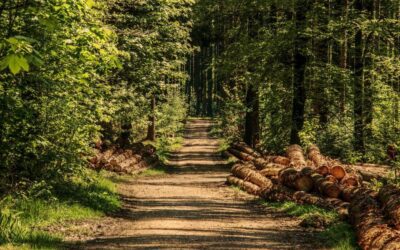 Sistemas de gestión forestal en bosques productores de madera de calidad