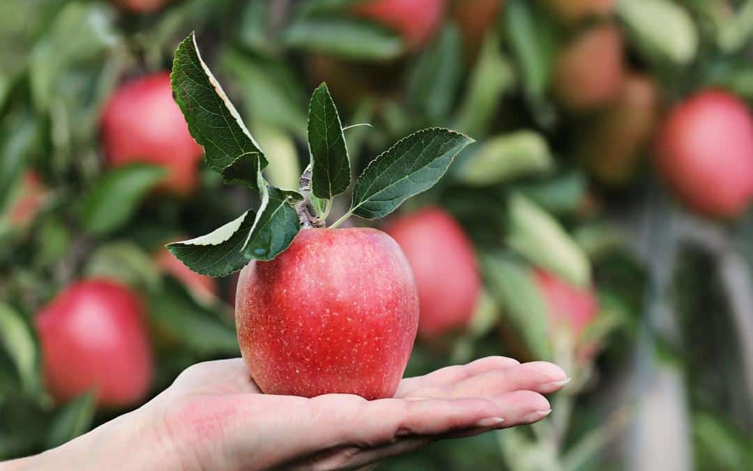 Aplicaciones de Desarrollos Ecológicos para una Agricultura Sostenible y Productiva