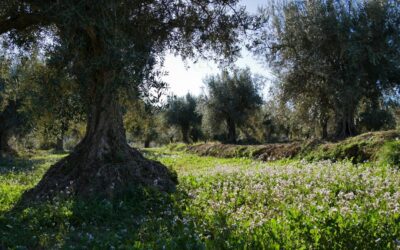 De estéril a abundante: la misión de Asociación Alvelal, a través de la Agricultura Regenerativa