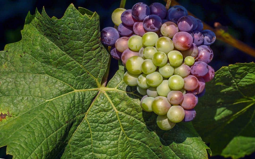 Protegiendo la Vid, Innovación sobre Enfermedades de la Madera