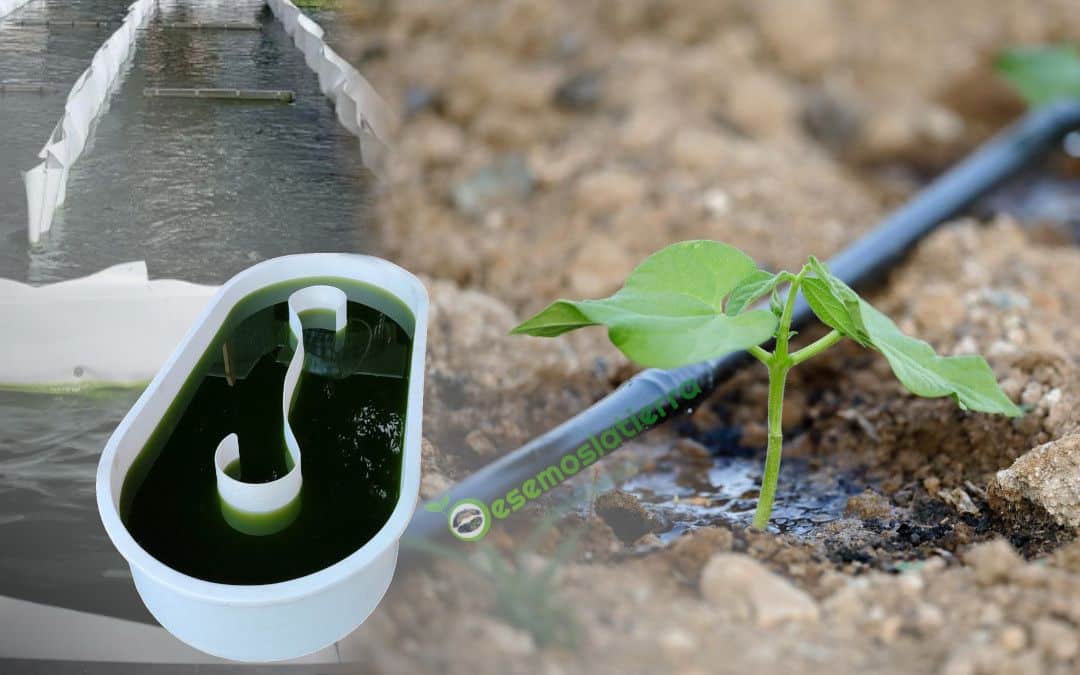 Micro Algas Vivas, Bioestimulante Agrícola Potente y Algo Más