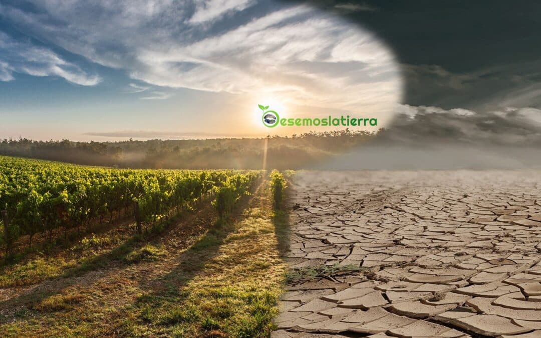 Rizobacterias Desalinizadoras de Precisión, La BioNaturaleza que Rescata los Suelos Degradados y a la Agricultura del Azote de la Salinidad